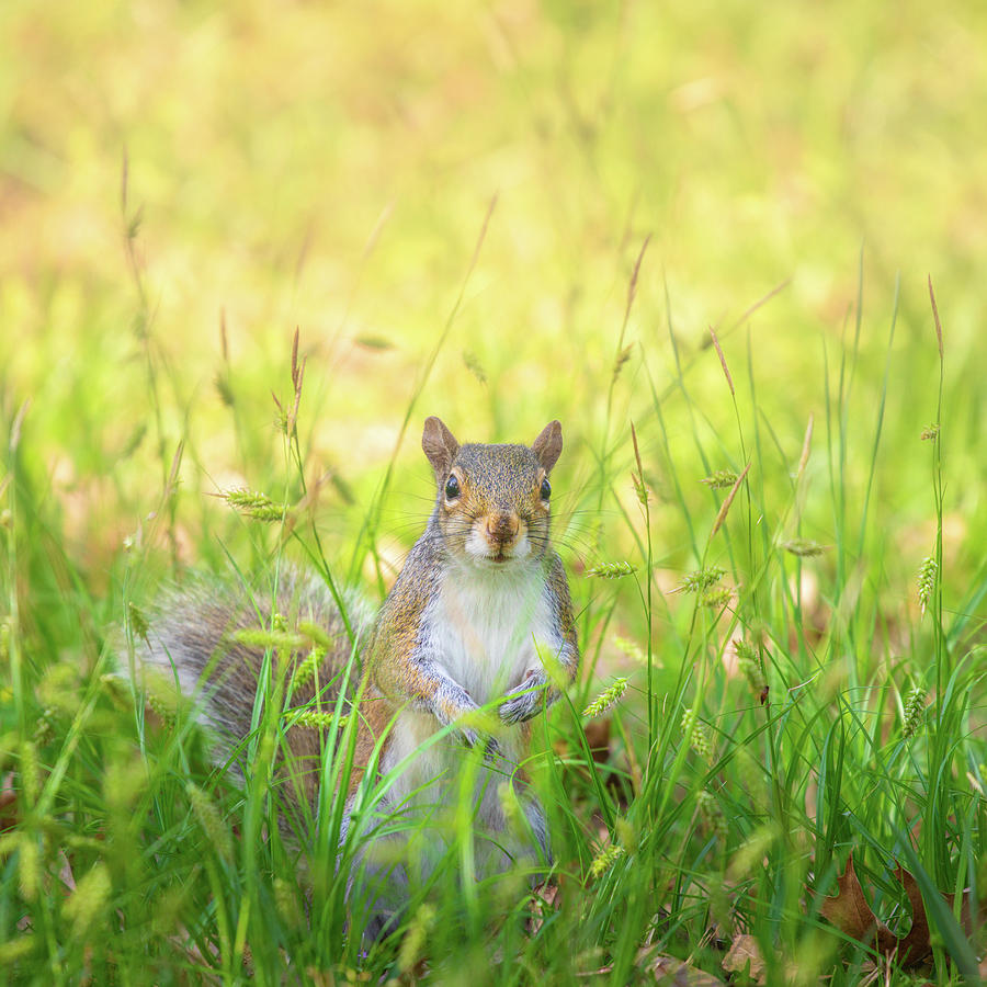 Curious Eastern Grey Squirrel Photograph