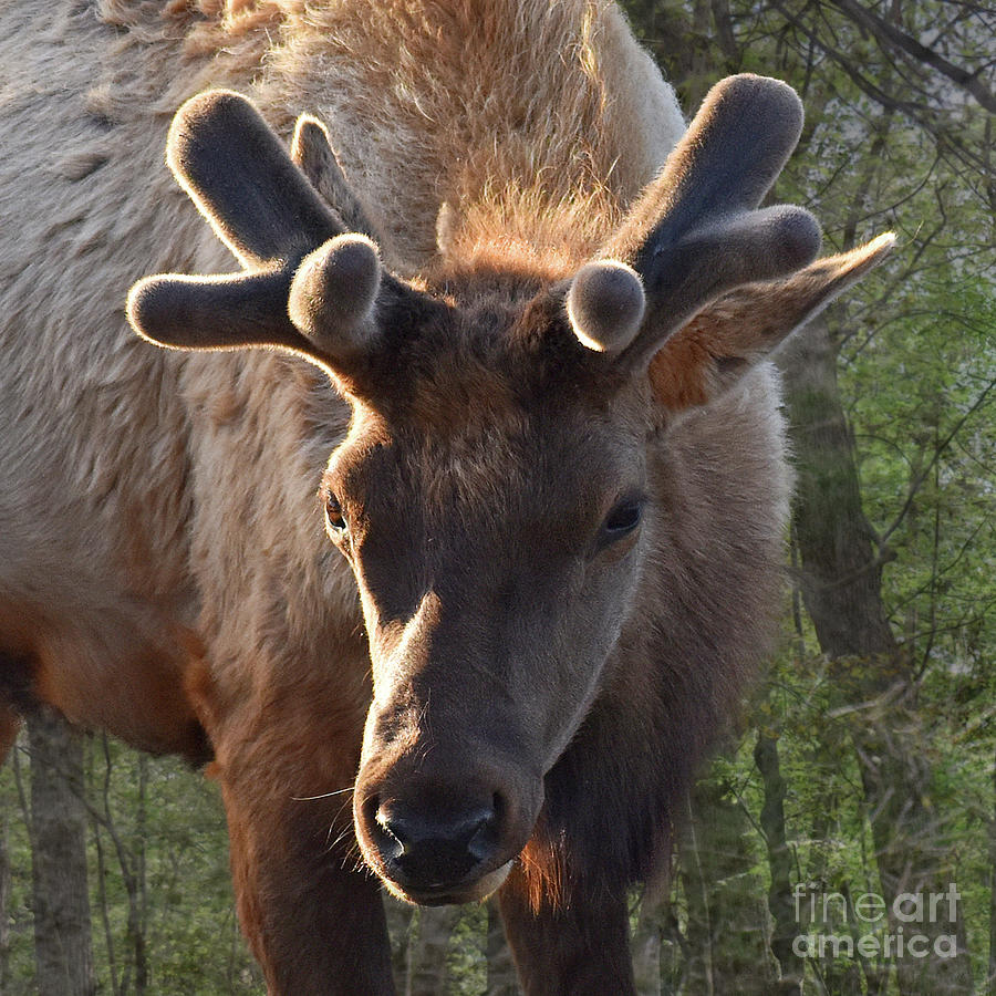 Curious Elk With Velvet Antlers Photograph by Linda Brittain