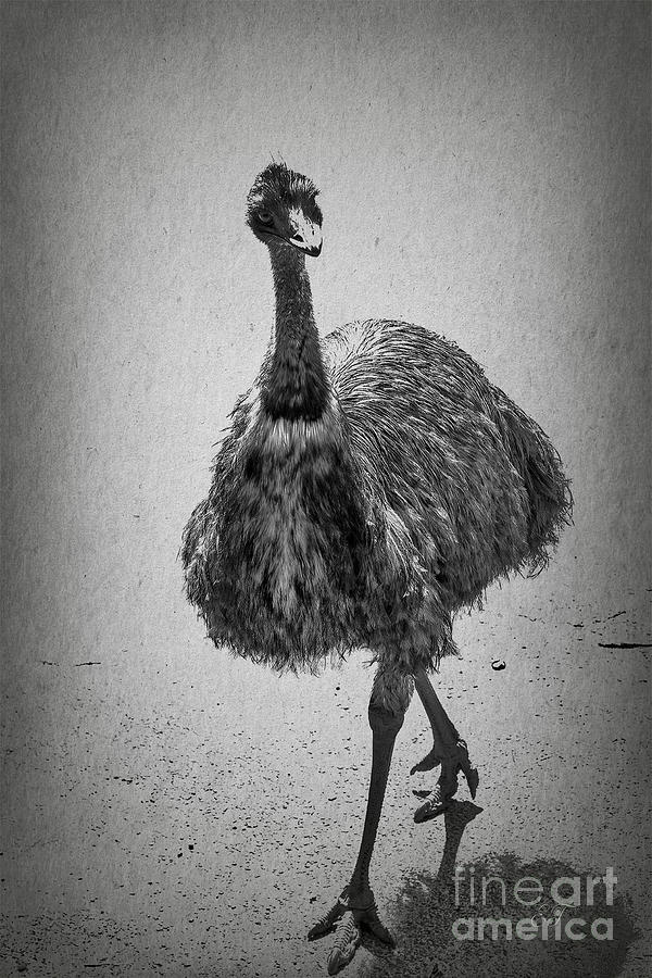 Curious Emu Photograph by Elaine Teague