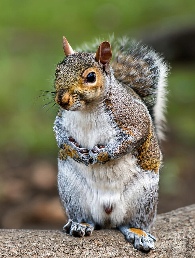 Curious Encounter Eastern Squirrel Strikes a Pose Photograph by Nikki Vig