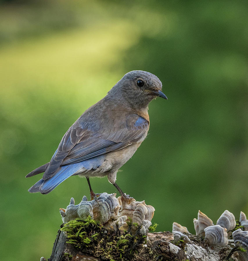 Curious Female Bluebird Photograph by Jean Noren