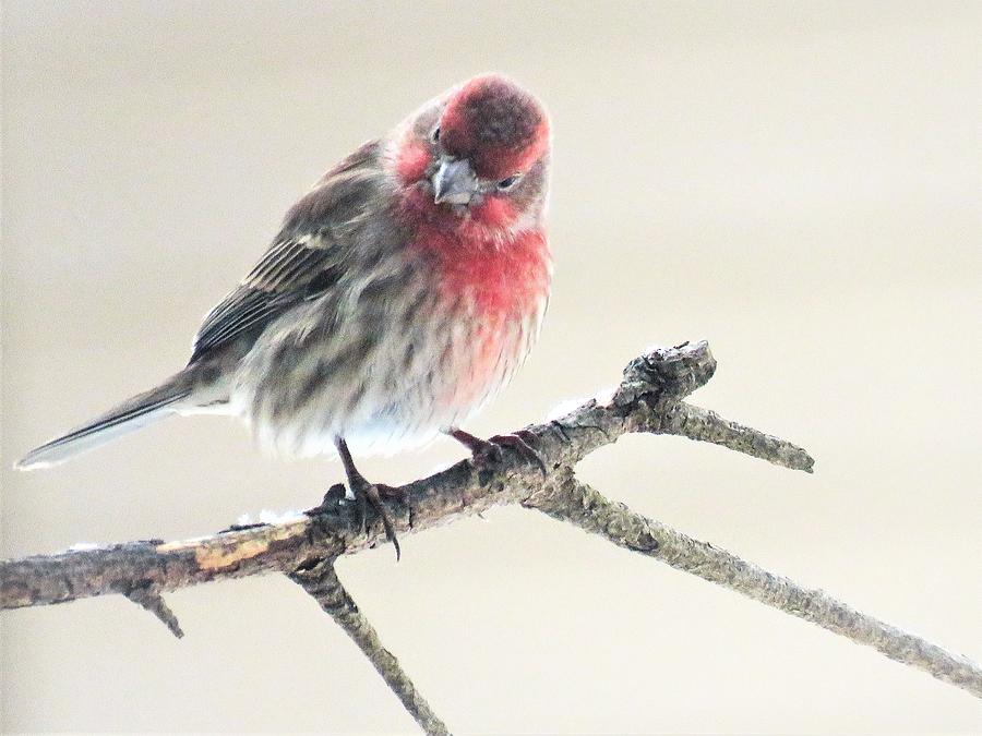 Curious Finch Photograph By Lori Frisch - Fine Art America