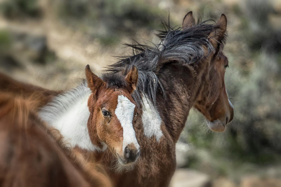 Curious Foal - South Steens Mustangs Photograph by Belinda Greb