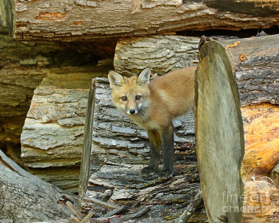 Curious Fox Photograph by Heather King