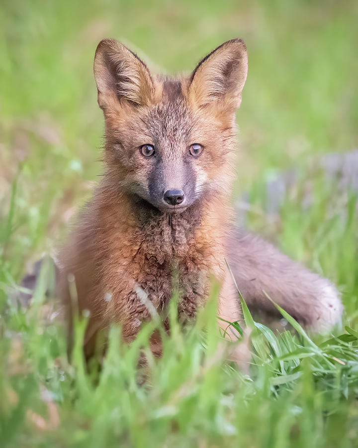 Curious Fox Kit Photograph by Jack Bell