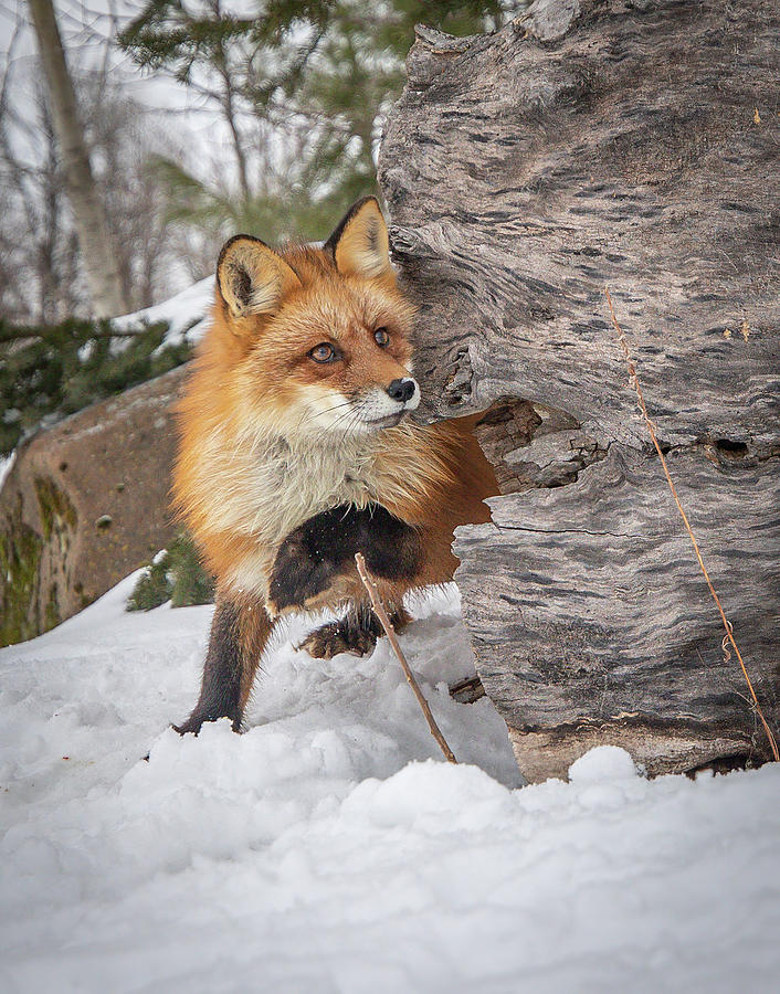 Curious Fox Kit by Kristie Burns Curious Fox Kit by Kristie Burns