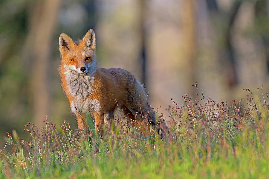 Curious Fox Photograph by Rhonda McClure