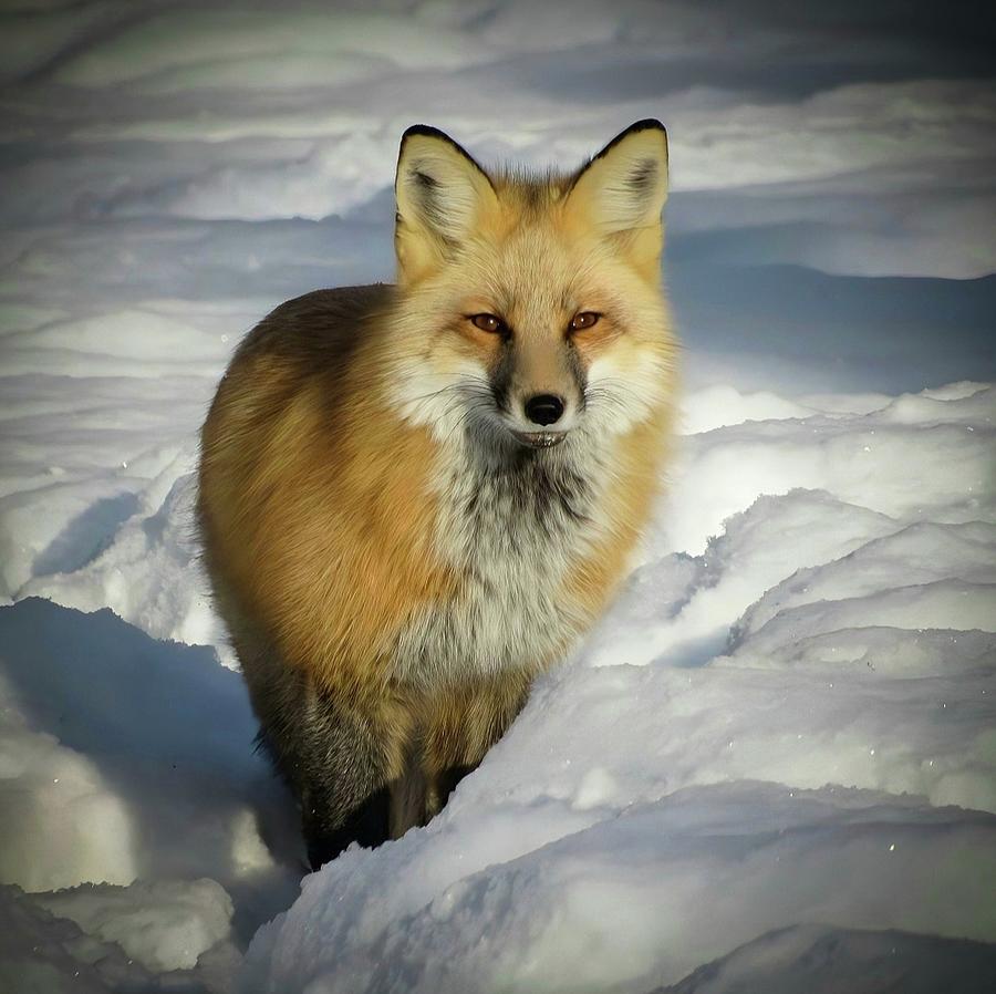 Curious Fox Photograph By Stephanie Wilson - Fine Art America