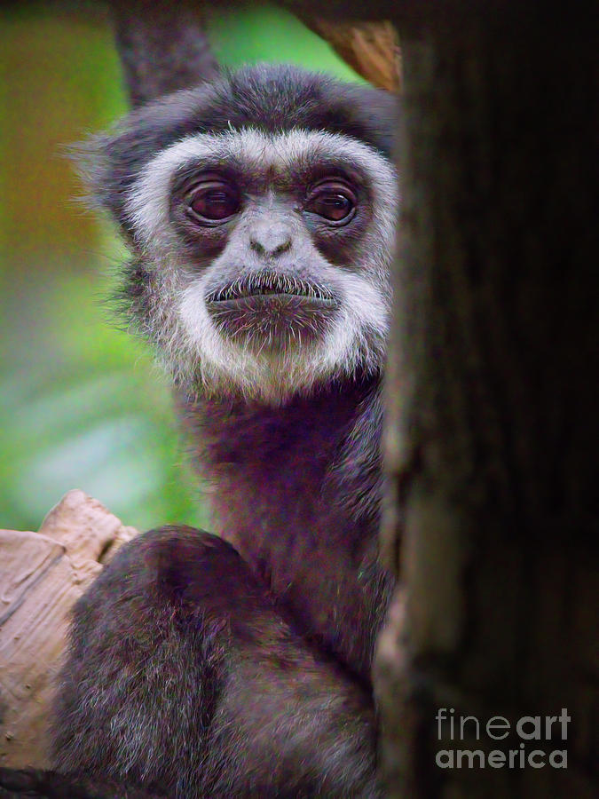 Curious gibbon Photograph by Thomas Nay
