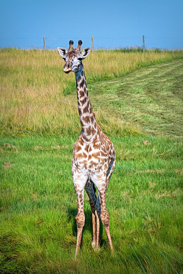 Curious Giraffe Photograph by Ginger Stein