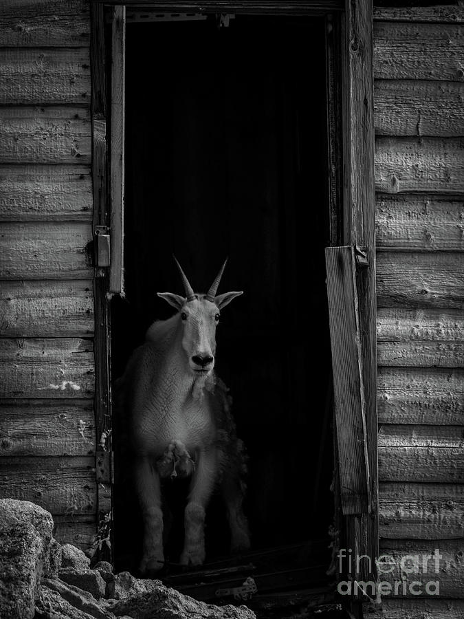 Curious Goat 2.0 Photograph by Dlamb Photography
