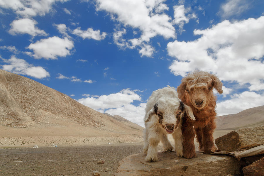 Curious goats Photograph by Murray Rudd