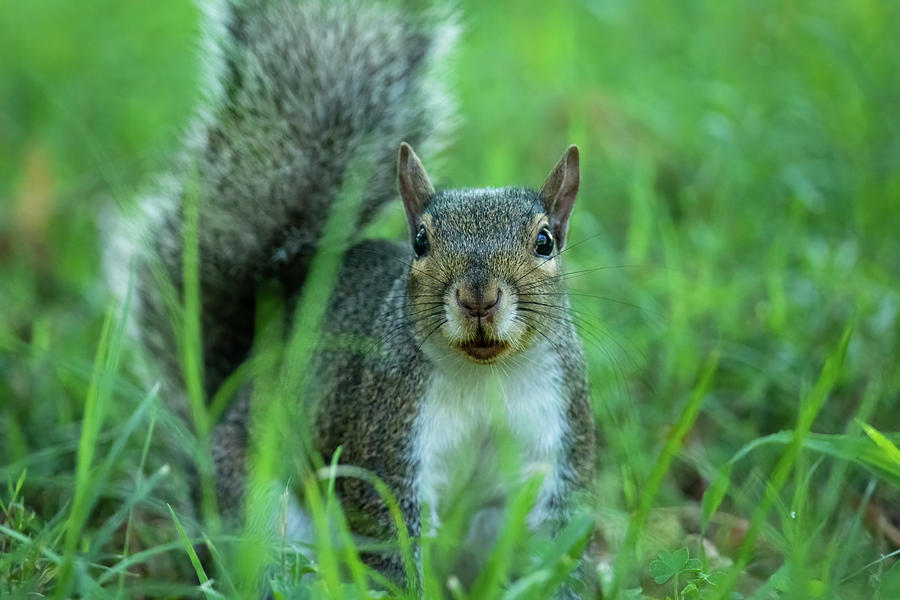 Curious Gray Squirrel Photograph by Rachel Morrison