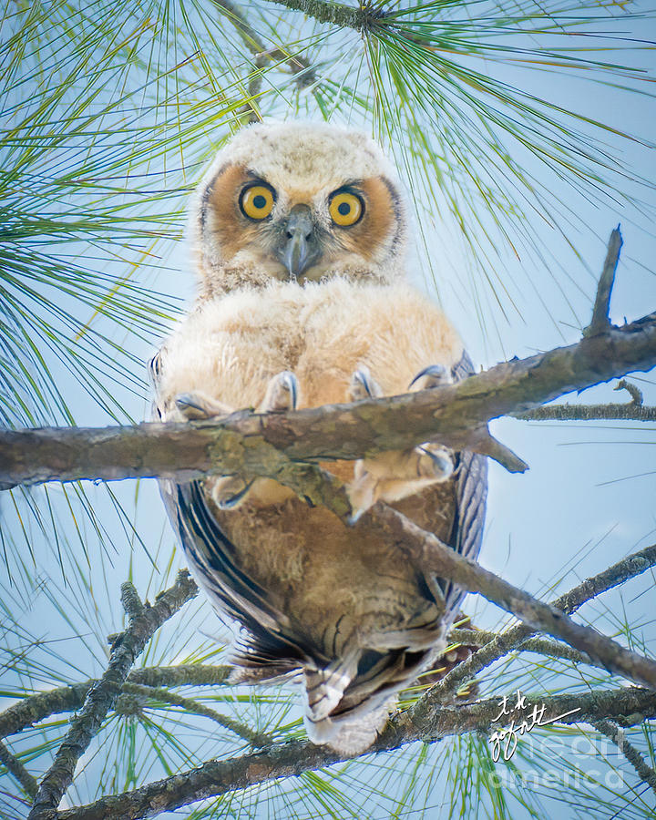 Curious Great Horned Owlet Photograph by TK Goforth
