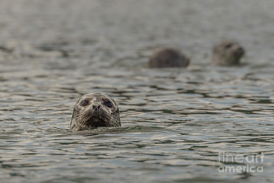 Curious Harbor Seal Photograph by Nancy Gleason