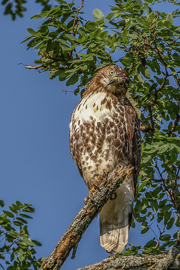 Curious Hawk Photograph by Denise Kopko