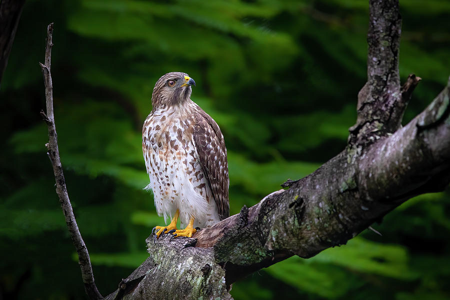 Curious Hawk Photograph by Mark Andrew Thomas