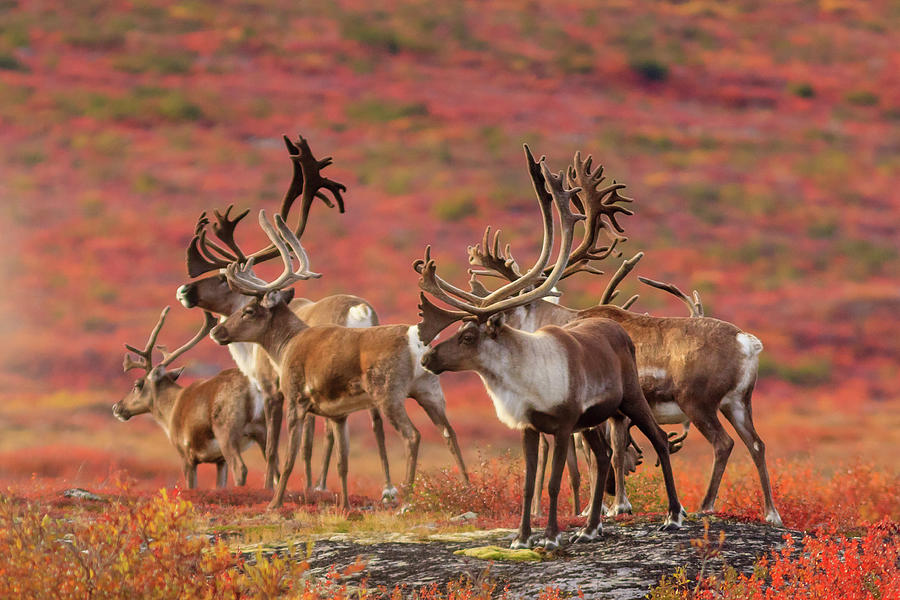 Curious herd of Barrenland Caribou keep an eye out for predators ...