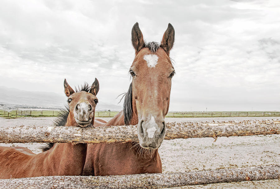 Curious Horse Mare and Foal Photograph by Jennie Marie Schell