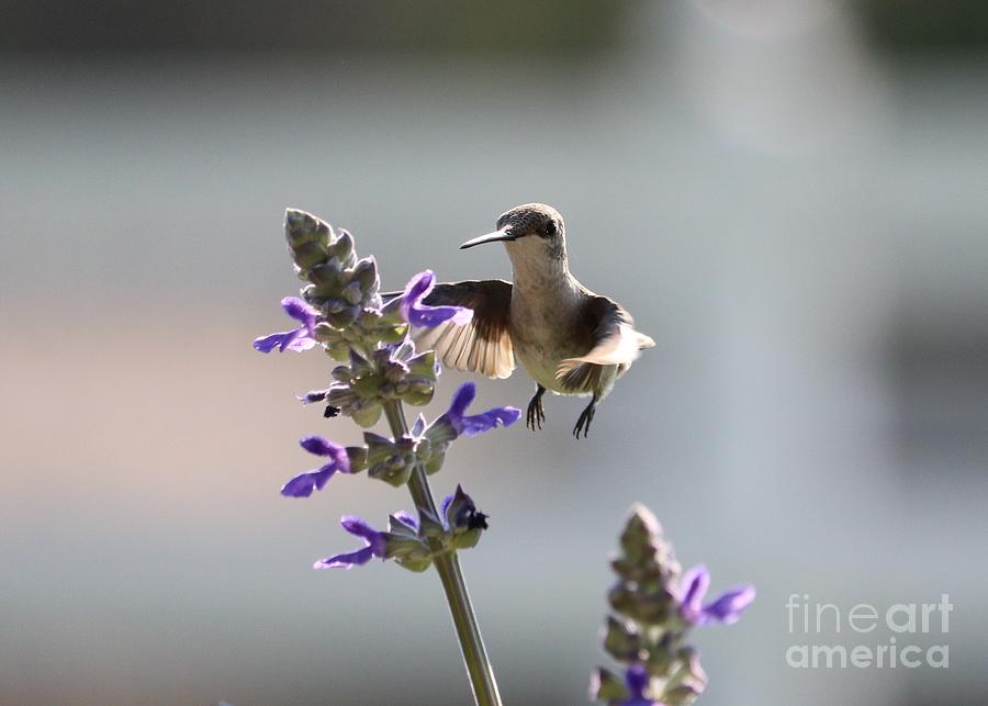 Curious Hummingbird on Flower Photograph by Carol Groenen