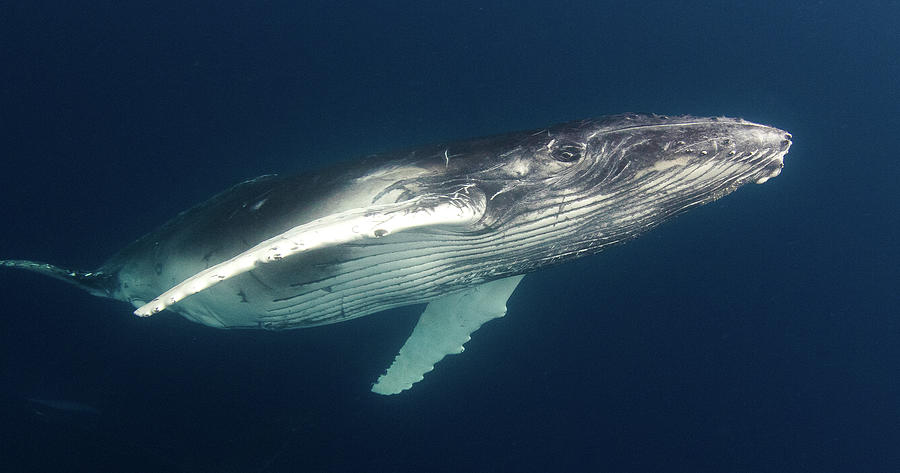 Curious Humpback Calf Photograph by Patricia Mezzina - Fine Art America