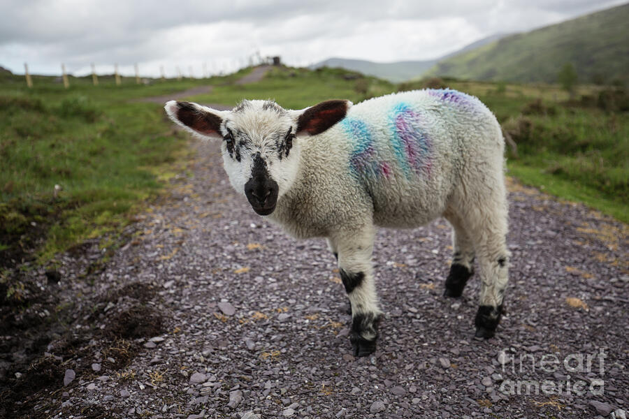 Lamb Photograph - Curious Irish Lamb by Eva Lechner
