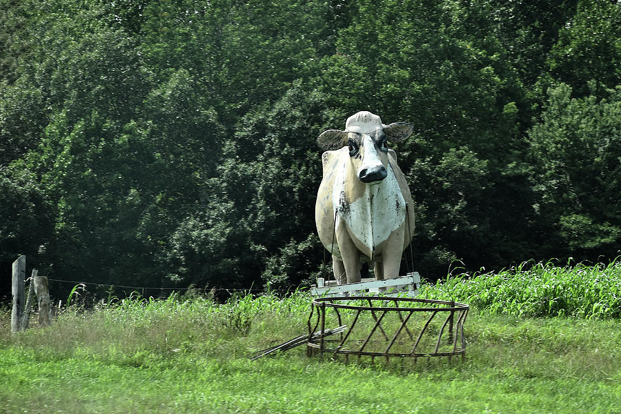 Curious Kentucky Cow Photograph by Kathy K McClellan