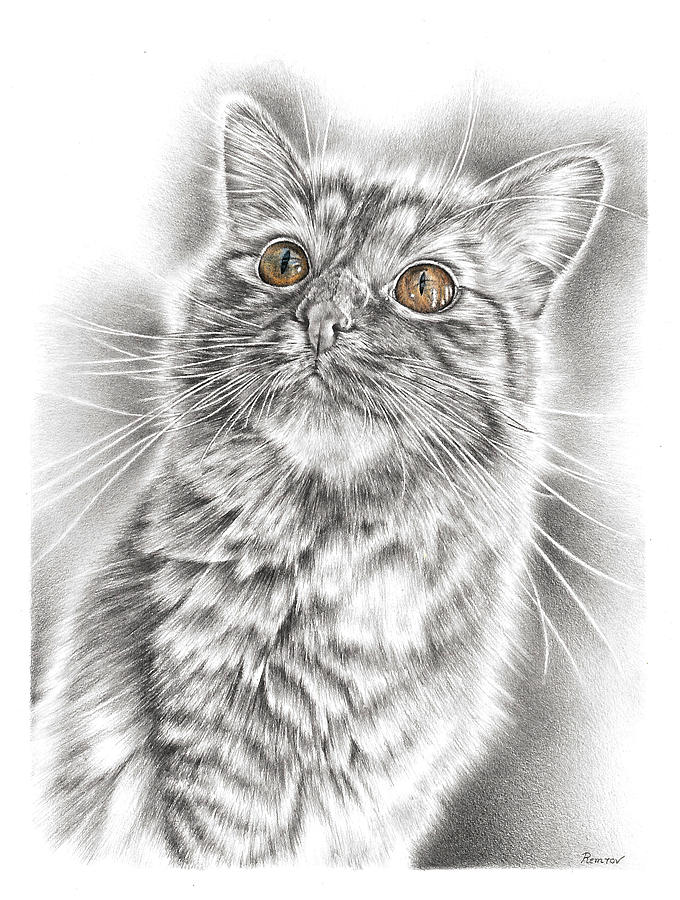 Curious Kitten Drawing by Casey Remrov Vormer