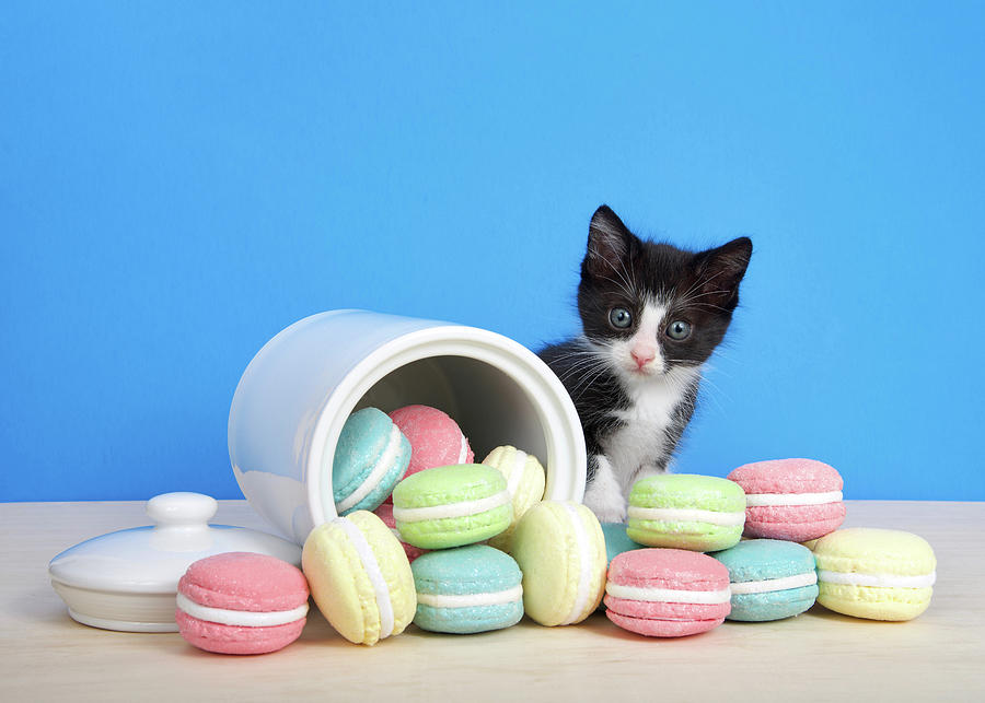 Cookie kitten shop