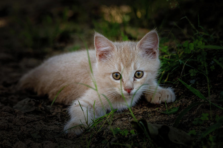 Curious Kitty Photograph by Doug Long