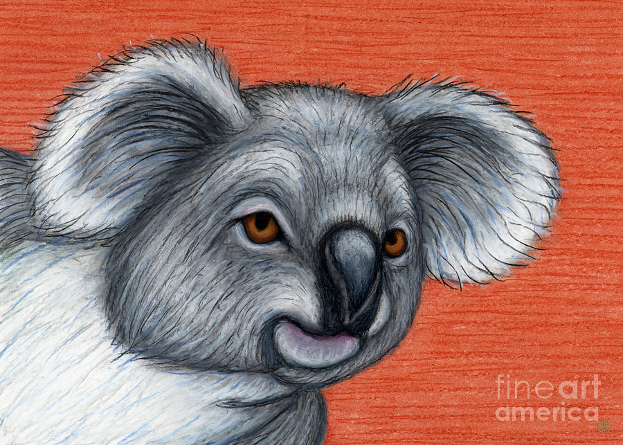 Curious Koala  Painting by Amy E Fraser