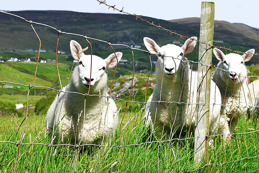 Curious Little Irish Sheep Photograph by Lexa Harpell