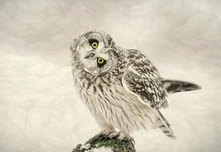 Curious Little Owl Photograph by Susan Hope Finley