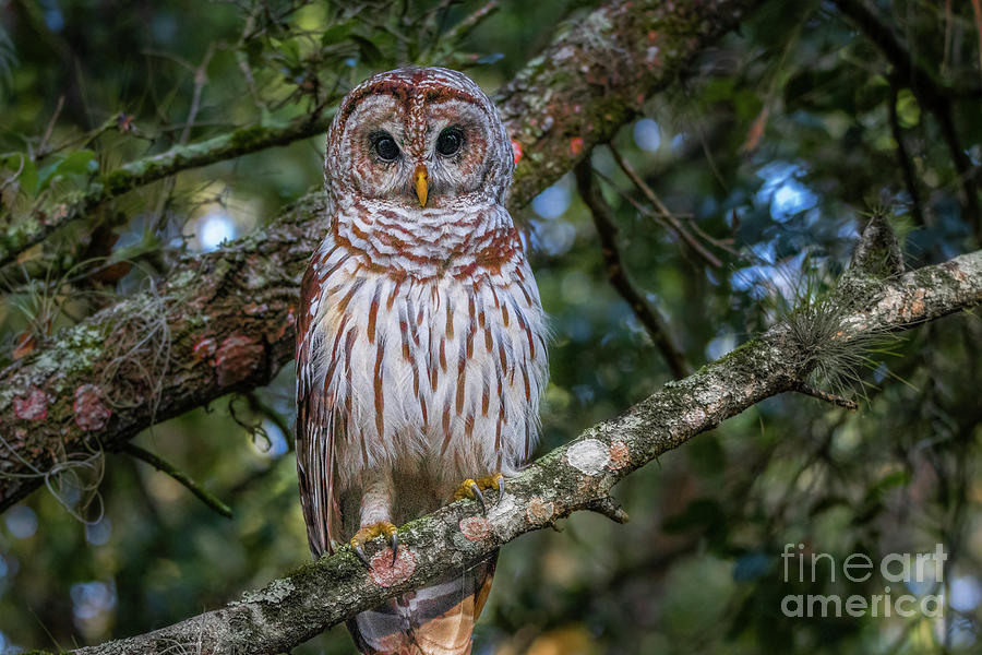 Curious Look Owl Photograph by Tom Claud