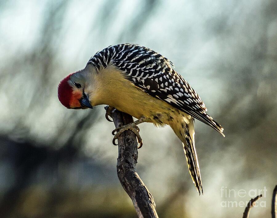 Curious Male Red-bellied Woodpecker Photograph