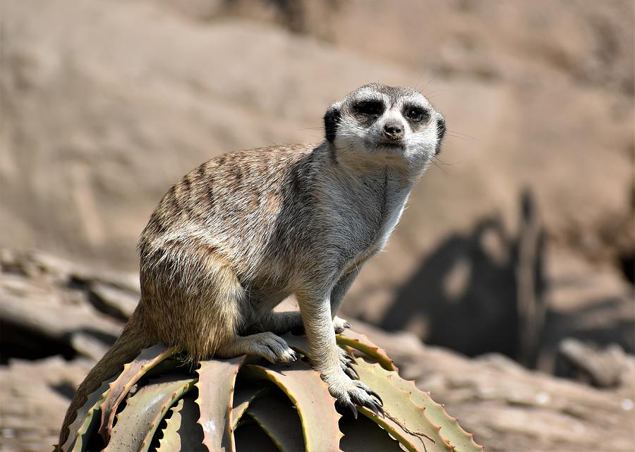 Curious Meerkat Photograph by Vicky Sweeney