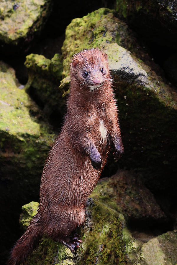 Curious Mink Standing Up Photograph by Peggy Collins