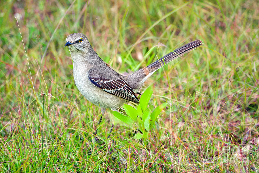Curious Mockingbird Photograph by Judy Kay
