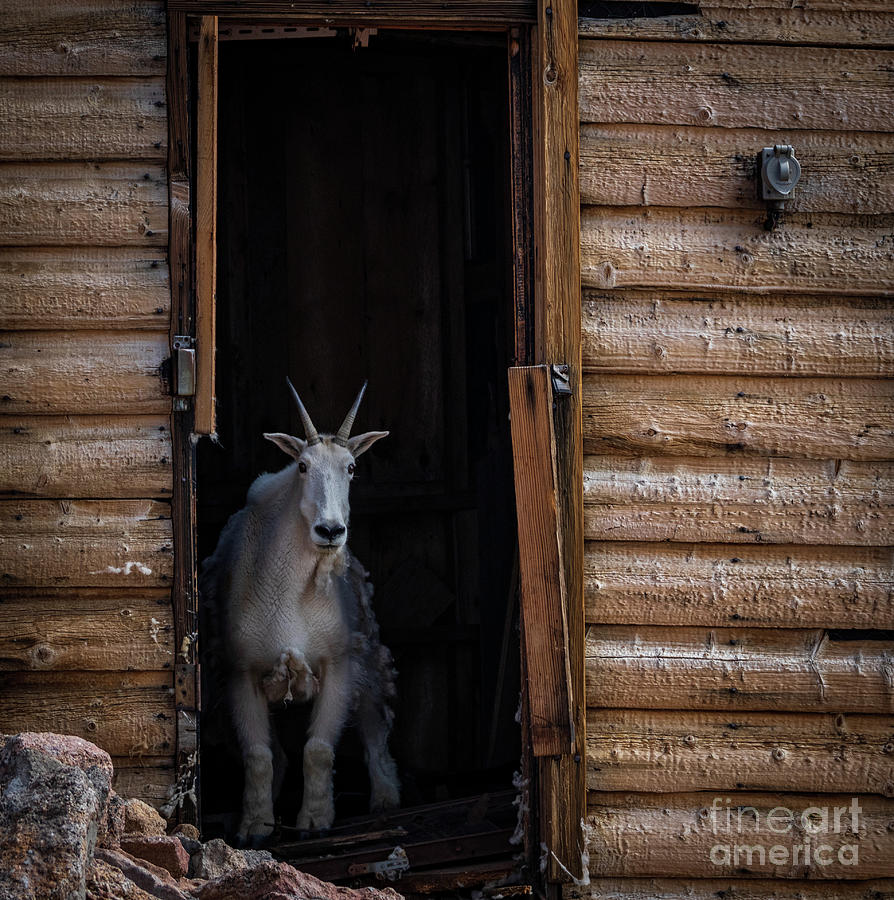 Curious Mountain Goat 2 Photograph by Dlamb Photography