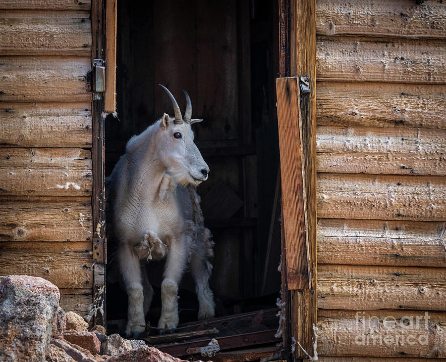Curious Mountain Goat Photograph by Dlamb Photography