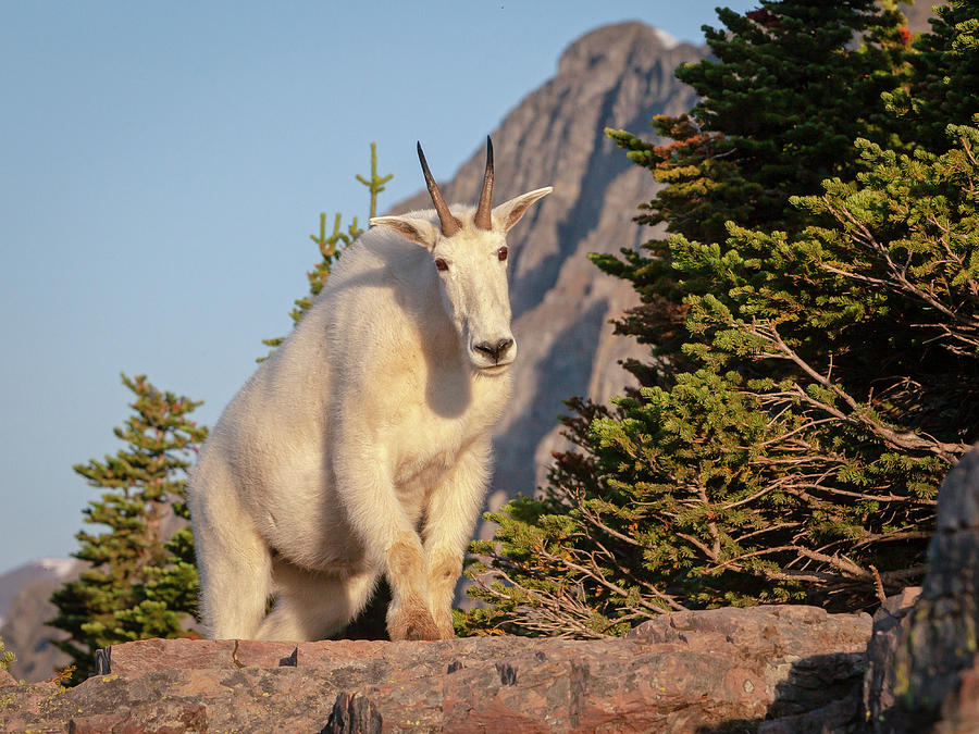 Curious Mountain Goat  Photograph by Jack Bell