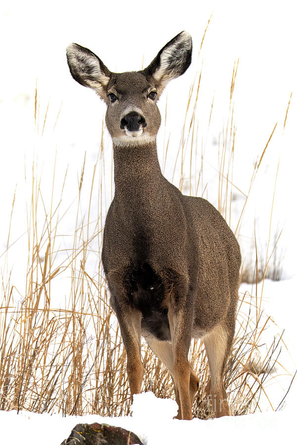 Winter Photograph - Curious Mule Deer by Michael Dawson