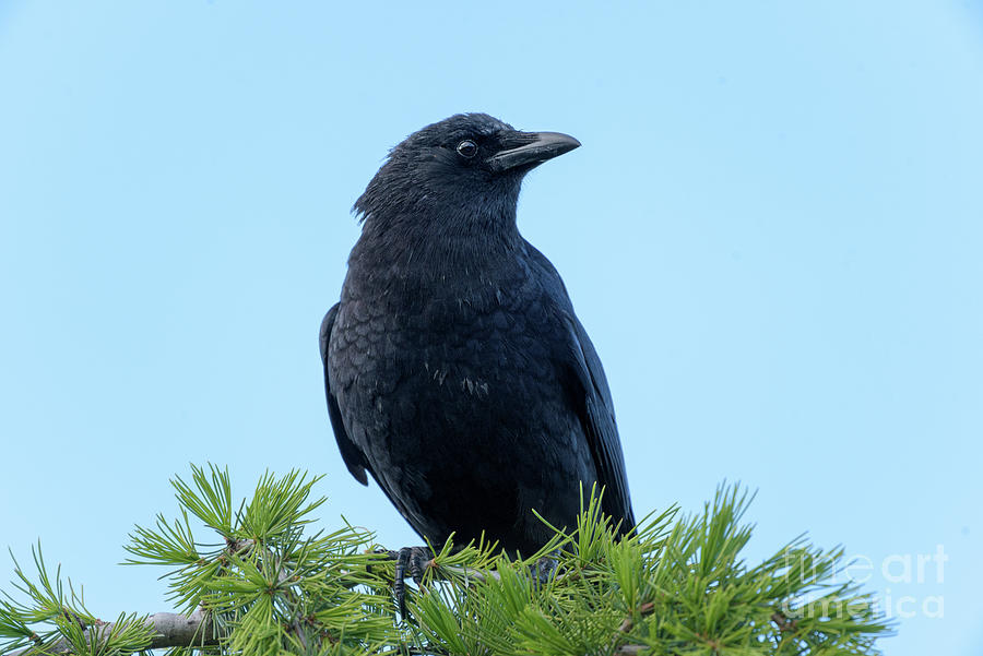 Curious Crow Photograph by Nancy Gleason