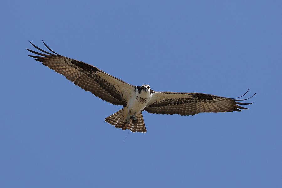 Curious Osprey on Lake Champlain Photograph by Daniel Buzan Photography ...