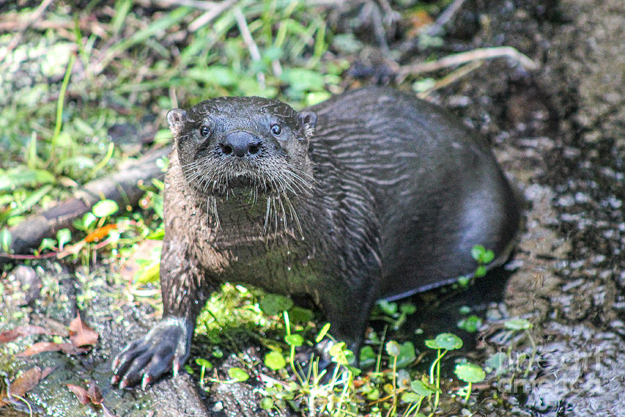 Curious Otter Photograph by Cathy Johnson - Fine Art America