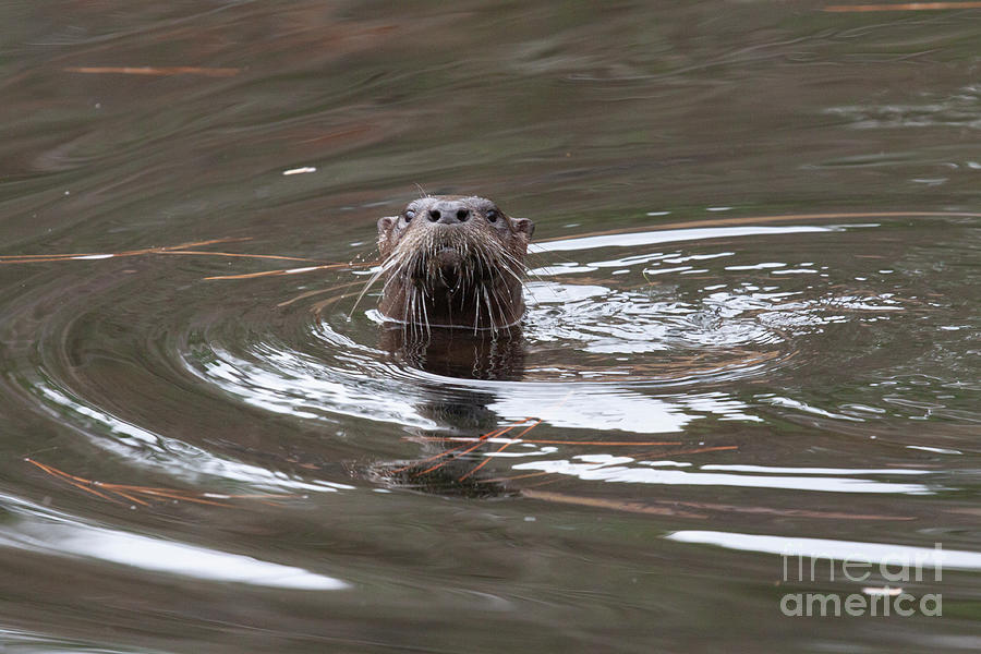 Curious Otter Photograph by Jayne Carney