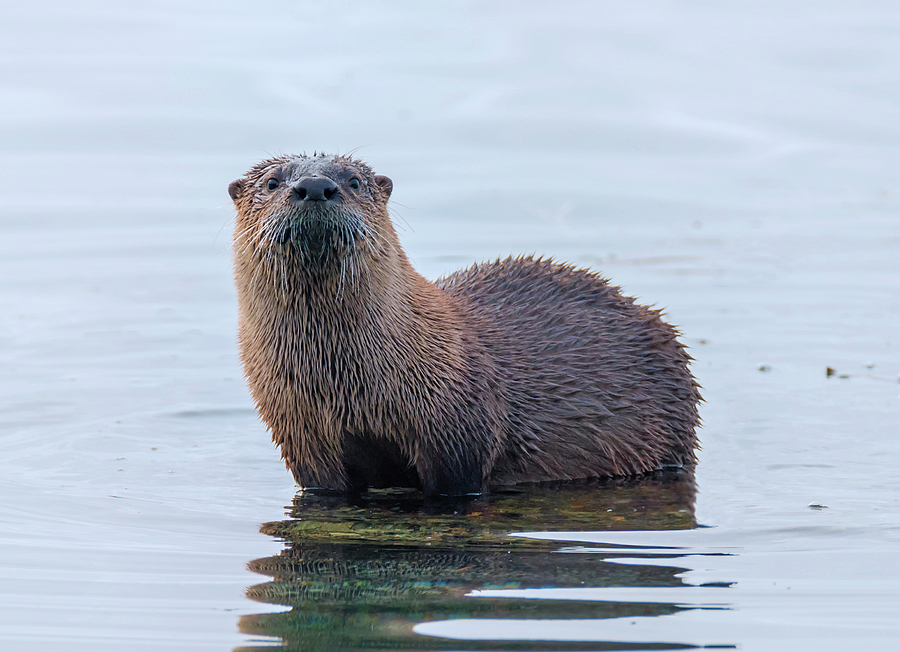 Curious Otter Photograph by Loree Johnson