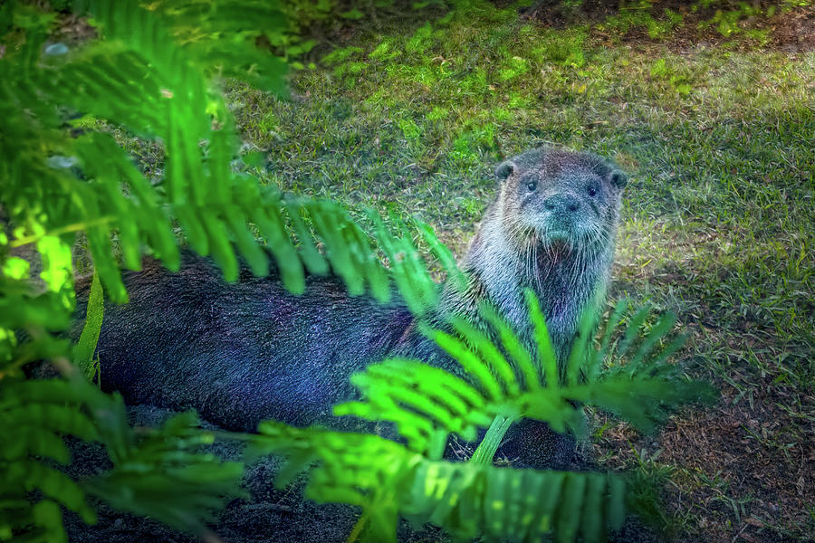 Curious Otter Photograph