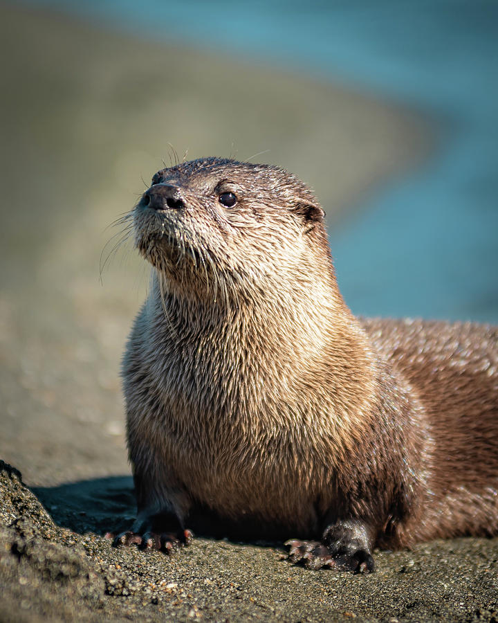 Curious Otter Photograph