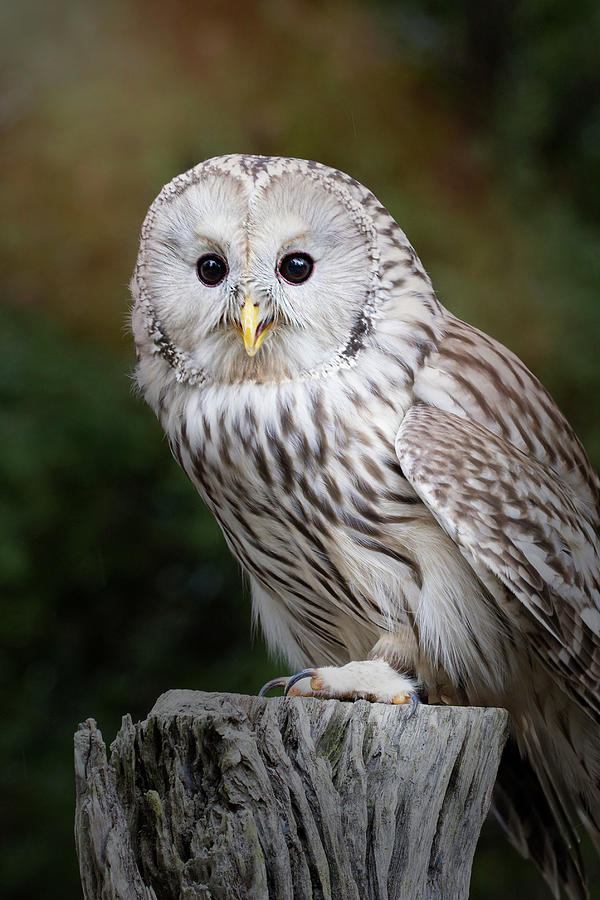 Curious Owl Photograph by Straublund Photography - Fine Art America